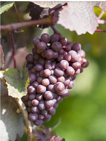 VYNUOGĖ 'NEW YORK MUSCAT' C2